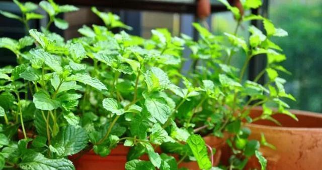 薄荷盆栽浇水方法是什么？多久浇一次水合适？