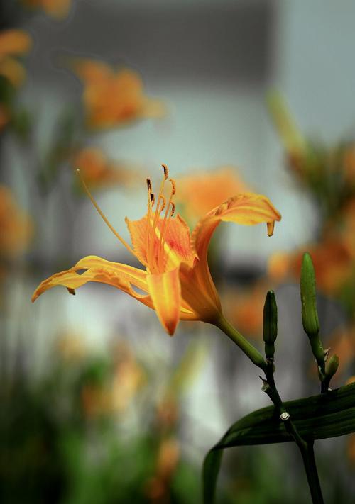 忘忧草（大自然的疗愈馈赠）