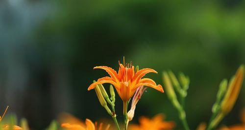 忘忧草（大自然的疗愈馈赠）