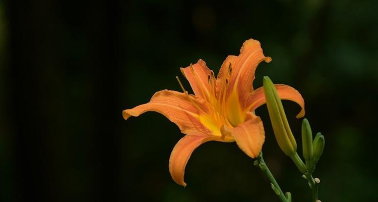 忘忧草（大自然的疗愈馈赠）