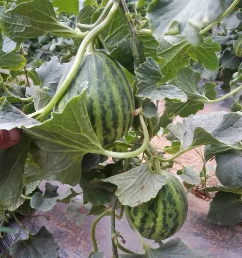 绿宝甜瓜什么时候成熟上市？如何挑选最新鲜的绿宝甜瓜？