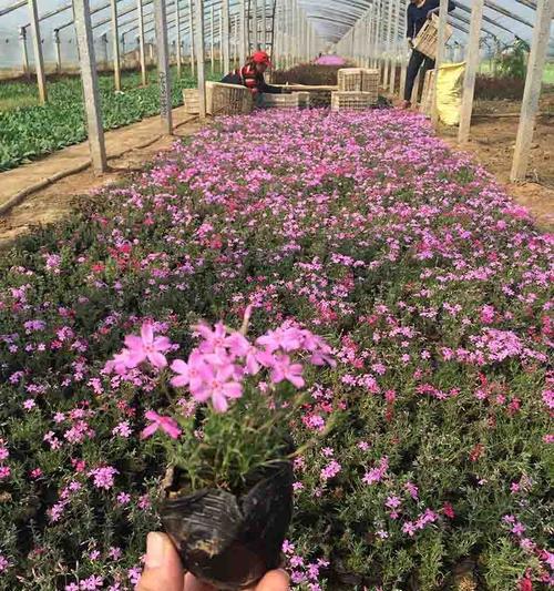 芝樱（探寻芝樱的花语和来源）