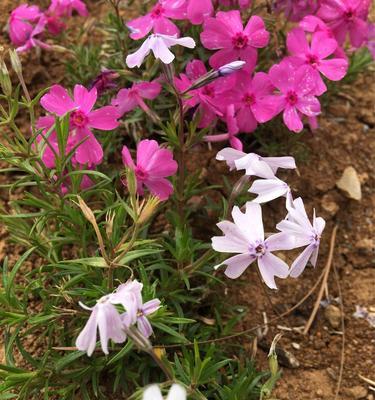 芝樱（探寻芝樱的花语和来源）