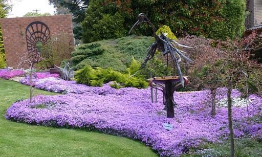 芝樱（探寻芝樱的花语和来源）