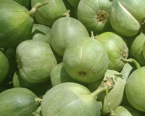 绿宝甜瓜什么时候成熟上市？如何挑选最新鲜的绿宝甜瓜？