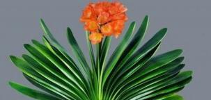 属羊的人养什么植物可以旺财运？有哪些推荐？