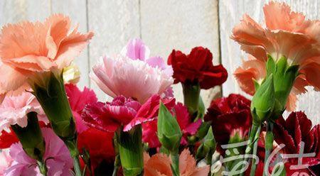 康乃馨（以康乃馨为主题的文章）