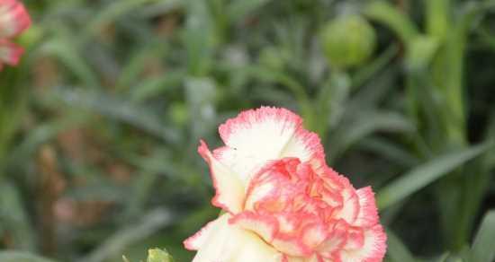 康乃馨（以康乃馨为主题的文章）