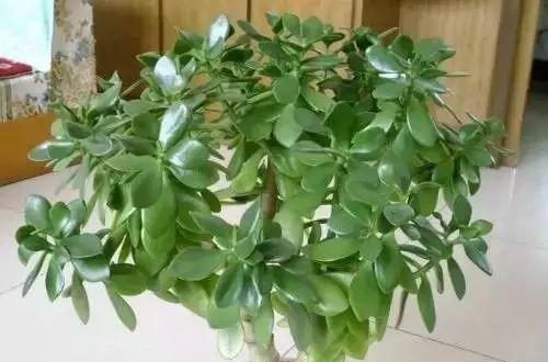 属羊的人养什么植物可以旺财运？有哪些推荐？