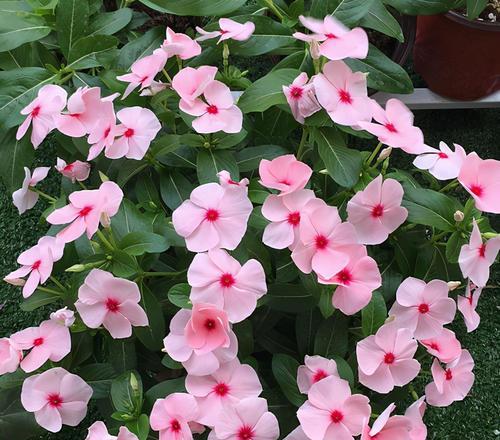 女性力量之花——代表女性的植物（探寻女性特质的植物世界）