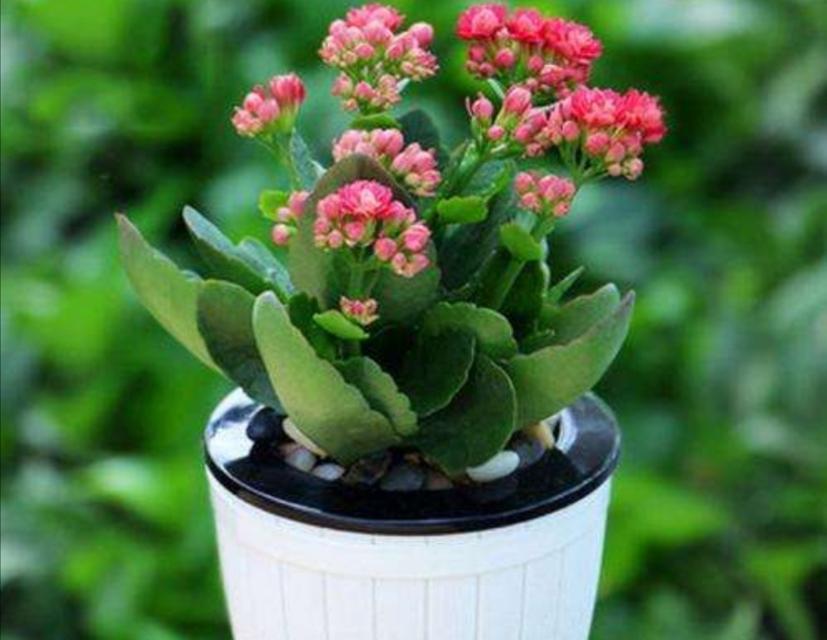 女性力量之花——代表女性的植物（探寻女性特质的植物世界）