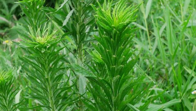 小草的生长过程是怎样的？如何正确种植和养护？