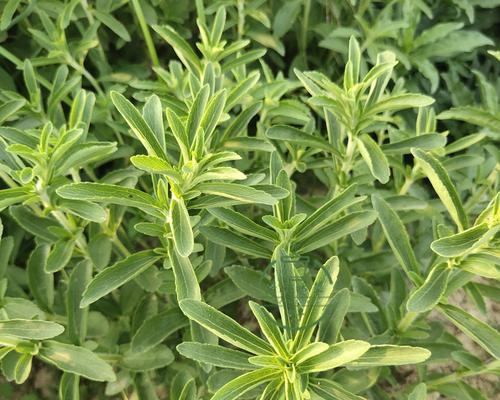 小草的生长过程是怎样的？如何正确种植和养护？