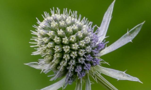 女性力量之花——代表女性的植物（探寻女性特质的植物世界）