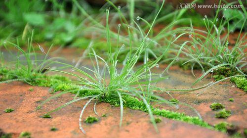 小草的生长过程是怎样的？如何正确种植和养护？