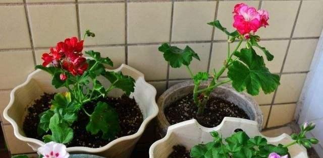 沙质土壤适合养什么花卉植物?如何正确选择和养护? 沙质土壤适合养什么花卉植物?如何正确选择和养护?