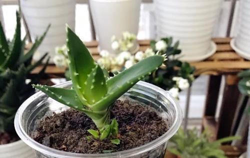 沙质土壤适合养什么花卉植物?如何正确选择和养护? 沙质土壤适合养什么花卉植物?如何正确选择和养护?