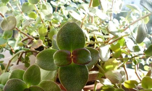 沙质土壤适合养什么花卉植物?如何正确选择和养护? 沙质土壤适合养什么花卉植物?如何正确选择和养护?