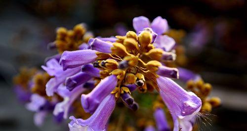 梧桐花之美与象征的深意（解读梧桐花所代表的意义及其文化符号）