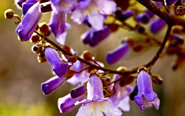 梧桐花之美与象征的深意（解读梧桐花所代表的意义及其文化符号）