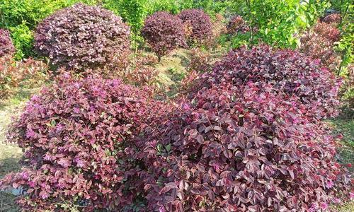 红花继木一年开几次花?如何养护以促进开花? 红花继木一年开几次花?如何养护以促进开花?
