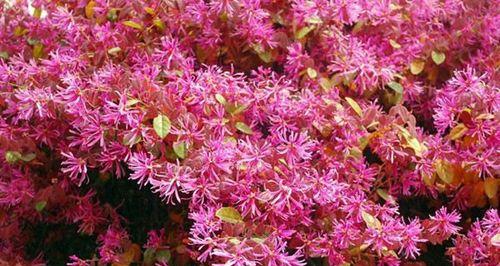 红花继木一年开几次花?如何养护以促进开花? 红花继木一年开几次花?如何养护以促进开花?