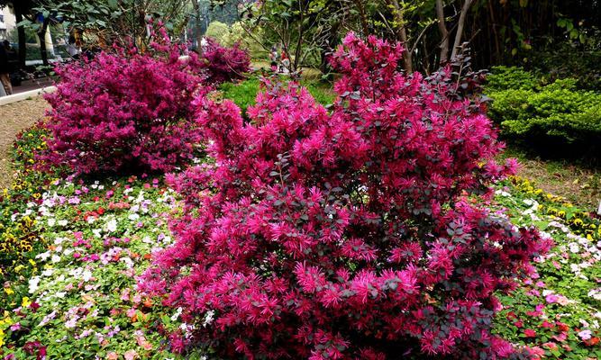 红花继木一年开几次花?如何养护以促进开花? 红花继木一年开几次花?如何养护以促进开花?