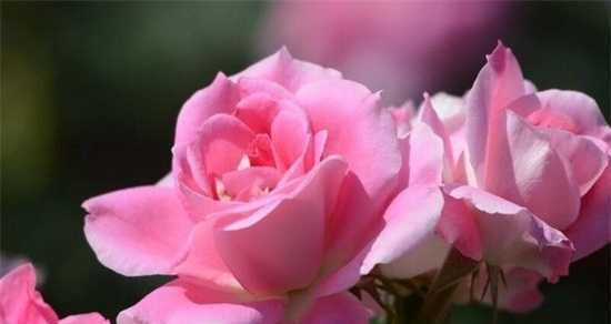 白月季花的花语与寓意（探索白月季花的深层含义）