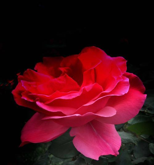 白月季花的花语与寓意（探索白月季花的深层含义）