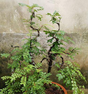 清香木喜水吗？它属于喜水植物吗？