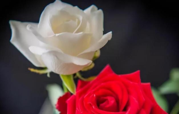 玫瑰花的象征意义——爱的表达（一朵玫瑰花的深情告白）