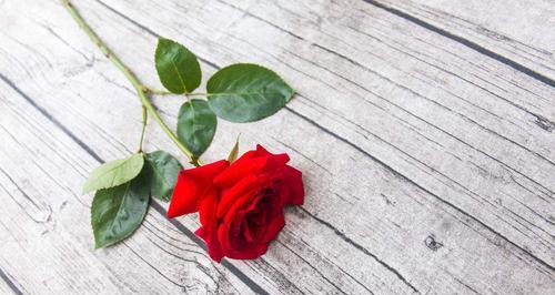 玫瑰花的象征意义——爱的表达（一朵玫瑰花的深情告白）