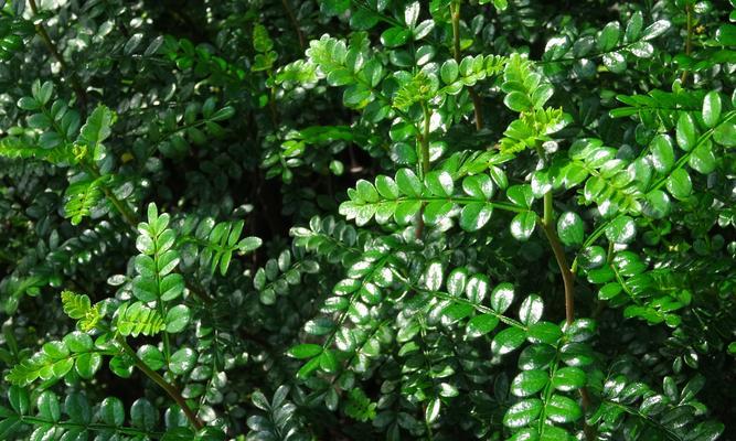 清香木喜水吗？它属于喜水植物吗？