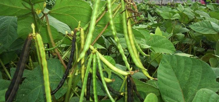 绿豆可以种在土里吗？种植绿豆需要注意哪些事项？