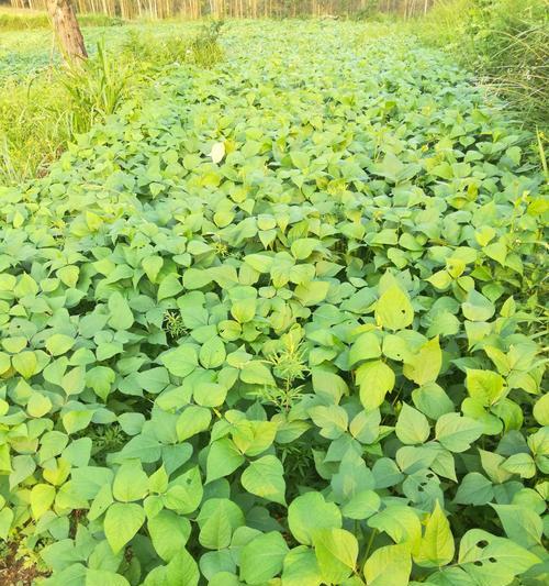 绿豆可以种在土里吗？种植绿豆需要注意哪些事项？