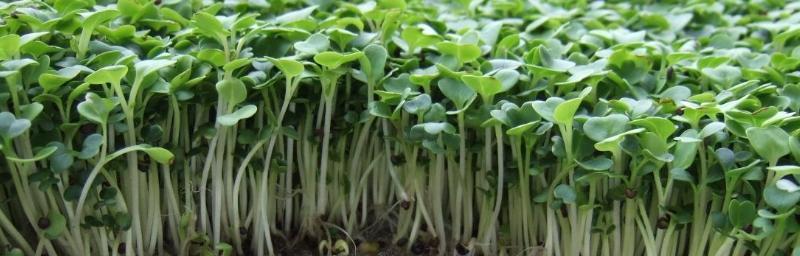 绿豆可以种在土里吗？种植绿豆需要注意哪些事项？