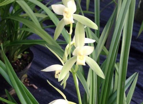 兰花的象征意义（凝练高雅的优雅之花）