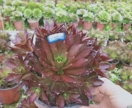 凤凰法师上盆时间是什么时候?如何正确养护? 凤凰法师上盆时间是什么时候?如何正确养护?