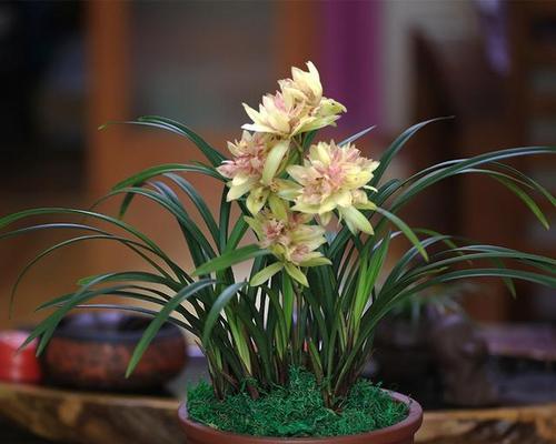 兰花的象征意义（凝练高雅的优雅之花）