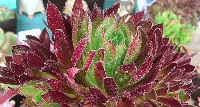 凤凰法师上盆时间是什么时候?如何正确养护? 凤凰法师上盆时间是什么时候?如何正确养护?