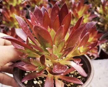 凤凰法师上盆时间是什么时候?如何正确养护? 凤凰法师上盆时间是什么时候?如何正确养护?