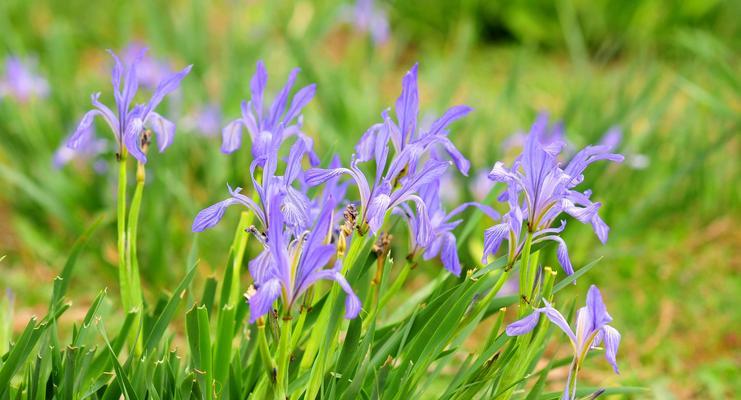 五色草花语与人生哲理（五色草花语的意义与启示）