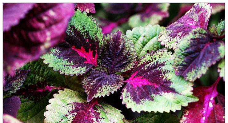 五色草花语与人生哲理（五色草花语的意义与启示）