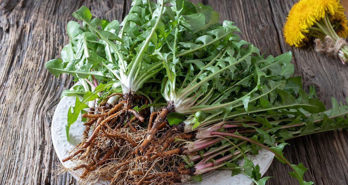 蒲公英的根可以食用吗？食用蒲公英根的正确方法是什么？