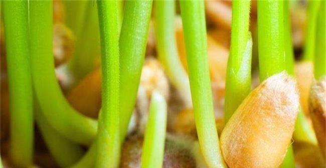 苹果籽能吃吗？苹果籽的功效与作用是什么？