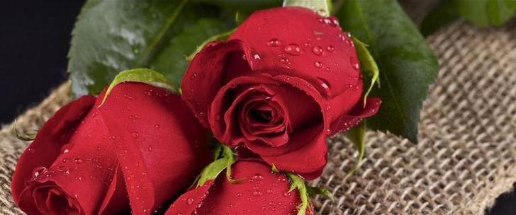 十一朵玫瑰的花语之深情告白(用花语表达爱意) 十一朵玫瑰的花语之深情告白(用花语表达爱意)