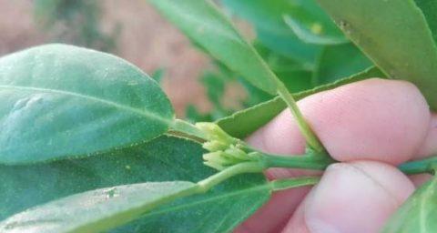 桔子种子有毒吗?食用后会有哪些影响? 桔子种子有毒吗?食用后会有哪些影响?