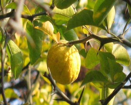 桔子种子有毒吗?食用后会有哪些影响? 桔子种子有毒吗?食用后会有哪些影响?
