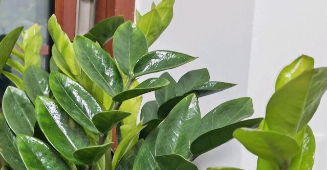 金钱树的象征意义及启示(探索金钱树寓意) 金钱树的象征意义及启示(探索金钱树寓意)