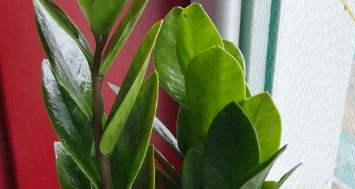 金钱树的象征意义及启示（探索金钱树寓意）